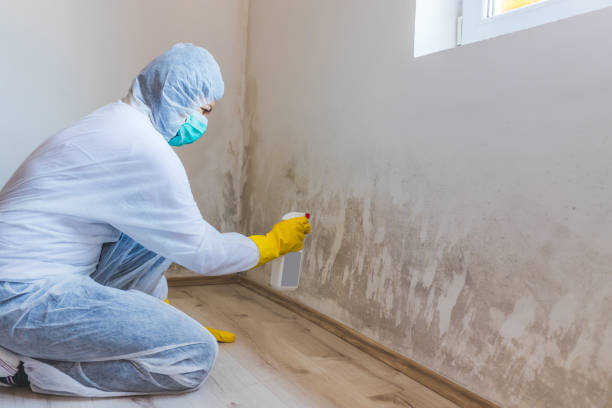 Licensed Basement Mold Remediation service in Hyattsville, MD - WQB Mold Removal