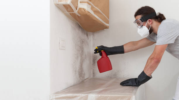 Professional Basement Mold Remediation technician working in Hyattsville, MD