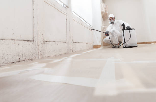 24/7 Emergency Basement Mold Remediation experts in Hyattsville, MD