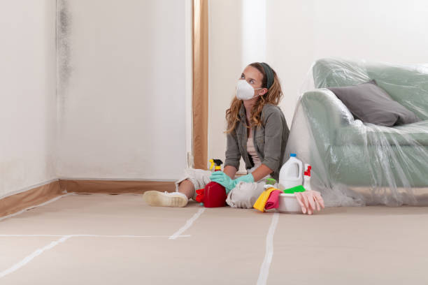 Reliable Basement Mold Remediation contractor in Hyattsville, MD by WQB Mold Removal