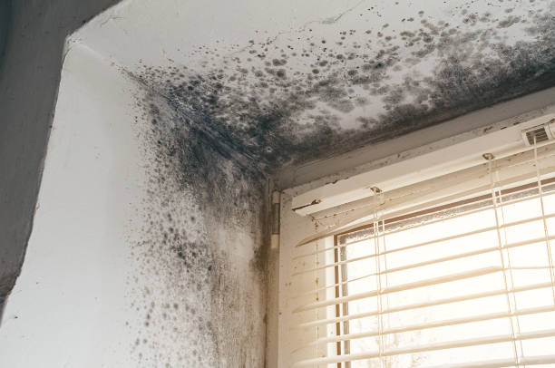 Affordable Basement Mold Remediation solutions in Hyattsville, MD